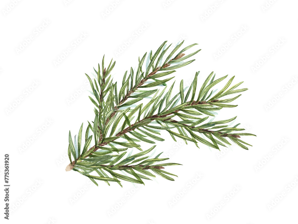 Watercolor Christmas Spruce branch. Botanical illustration of green lush sprig isolated on white. For winter postcard design, Xmas and New Year cards, greetings