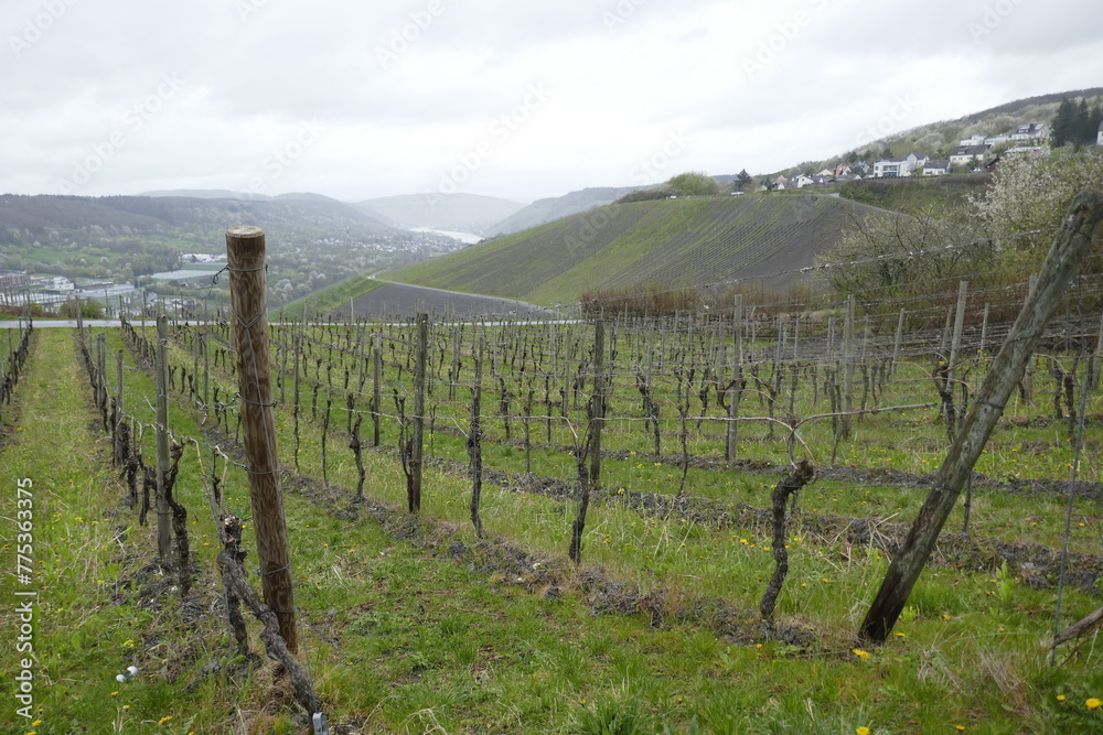 Steep vineyards in the Mosel Steep vineyards in the Mosel