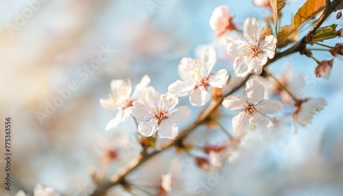 branches of blossoming cherry macro with soft focus on gentle light blue sky background in sunlight with copy space beautiful floral image of spring nature panoramic view