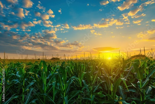 sunset beauty over corn field with blue sky and clouds landscape  agricultural background