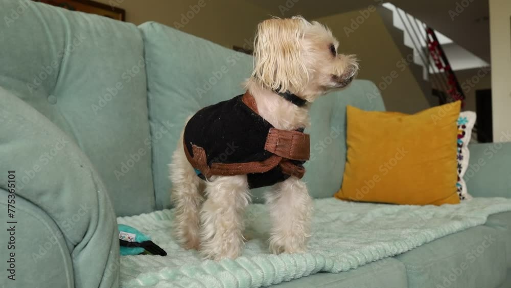 PERRO ATENTO DE TAMAÑO PEQUEÑO SOBRE EL SOFÁ