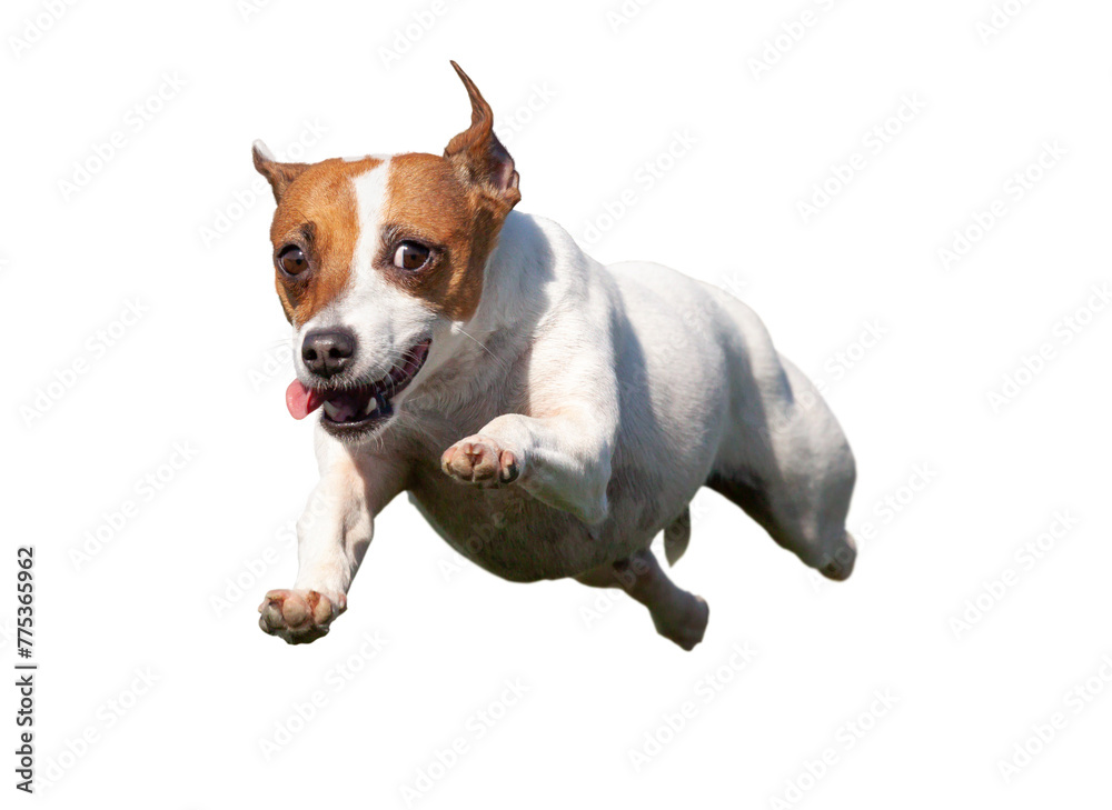 Happy Flying Jack Russell Terrier Puppy Dog Flying Up in The Air. Transparent PNG.