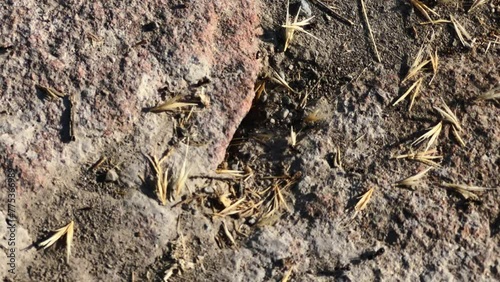 Close-up of ants working on a nest, wild insects. Incredible wildlife macro shots in 4k format. A colony of ants on the ground. Tadjikistan. They carry leaves, grass and seeds to the anthill. photo