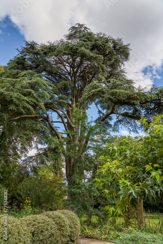 Large mature Cedar of Lebanon, Cedrus libani tree