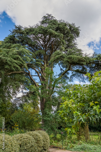 Large mature Cedar of Lebanon, Cedrus libani tree