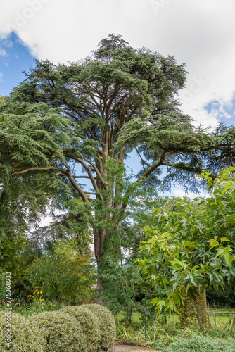 Large mature Cedar of Lebanon, Cedrus libani tree