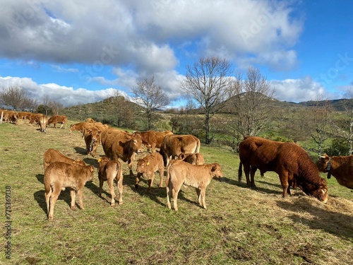 Vacas y terneras en la montaña de Lugo, Galicia