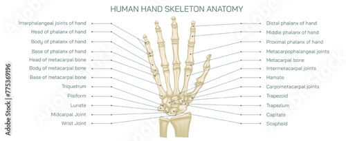 The human hand skeleton comprises multiple bones that provide structure and support to the hand. human hand bones vector illustration. photo