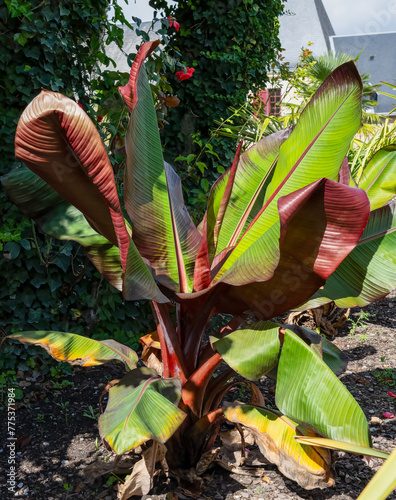 close-up of a beautiful Musa Red Abyssinian Banana (Ensete ventricosum Maurelli) plant