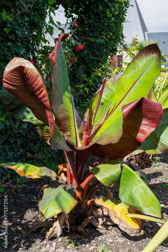 close-up of a beautiful Musa Red Abyssinian Banana (Ensete ventricosum Maurelli) plant
