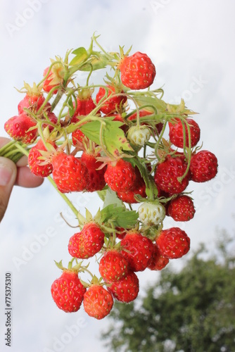 Nature  flowers  plants  summer