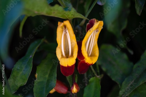 Mysore trumpetvine, Thunbergia mysorensis photo