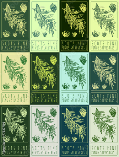 Set of vector drawing SCOTS PINE in various colors. Hand drawn illustration. The Latin name is PINUS SYLVESTRIS L