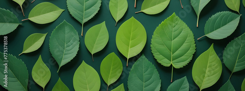 fresh green leaves arrange properly banner photo photo