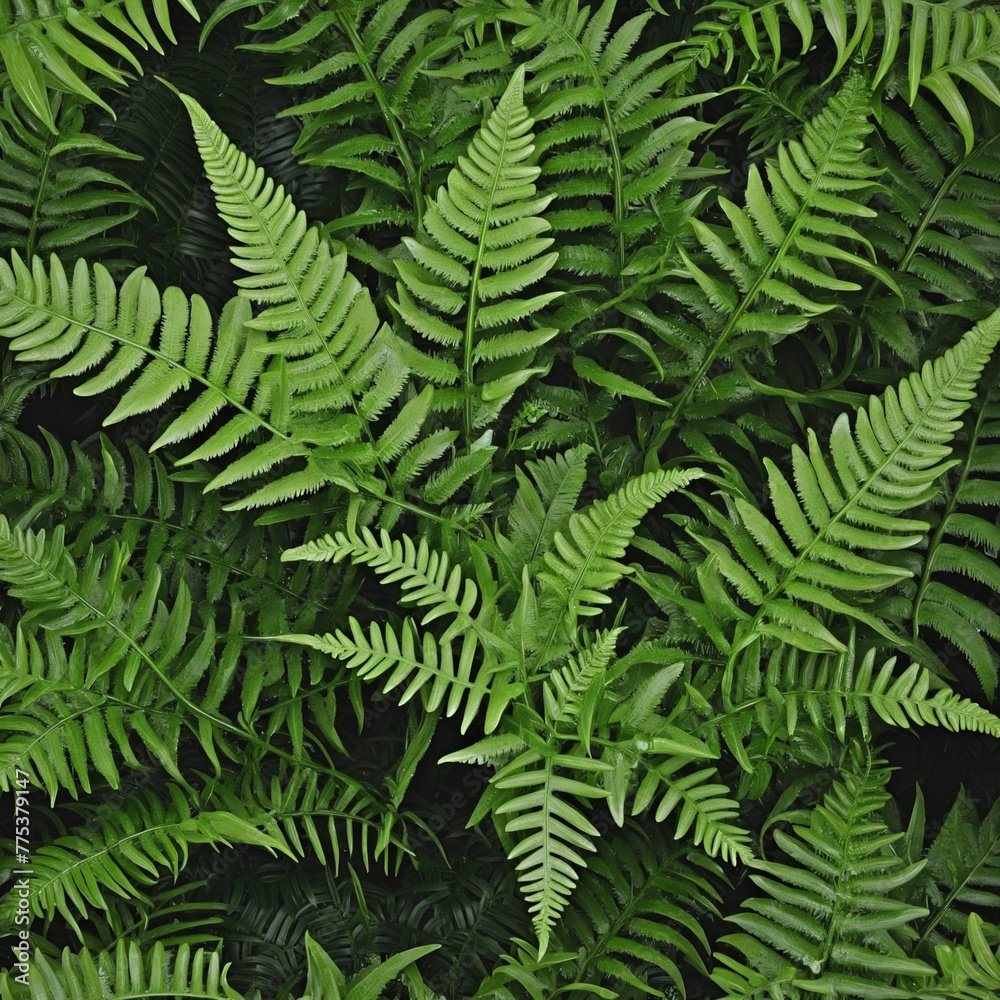 Overhead shot of fern plant