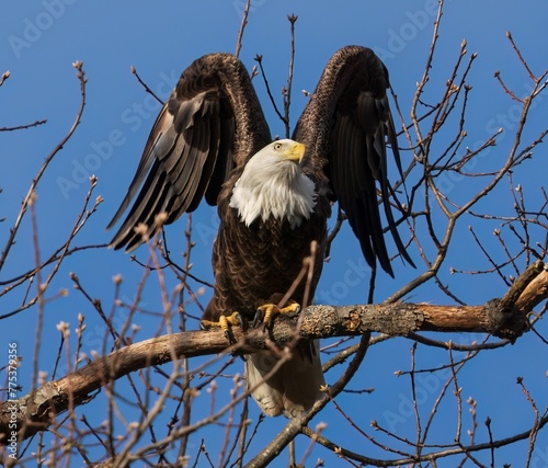 American bald eagle take off 