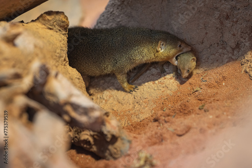 A small predator, a pygmy mongoose with a cub. photo