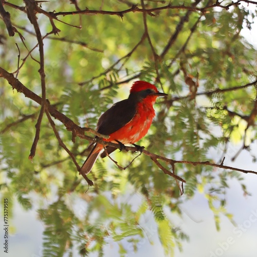 Pájaro rojo en un árbol