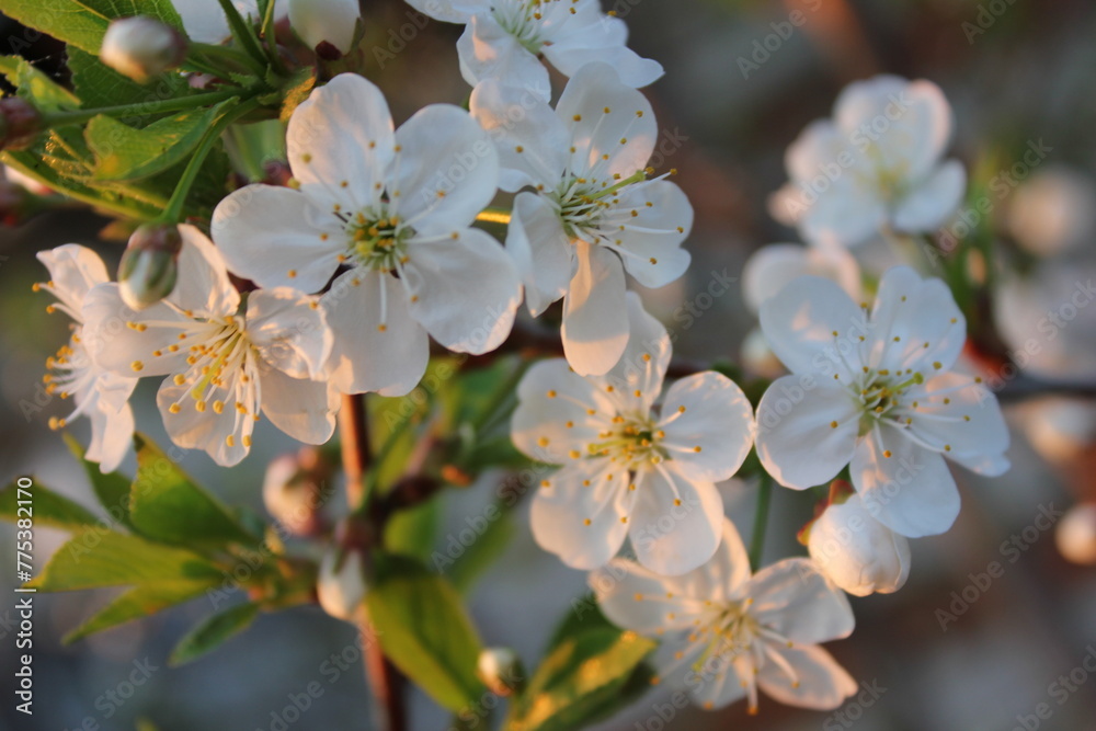 flowers, nature, beautiful flower