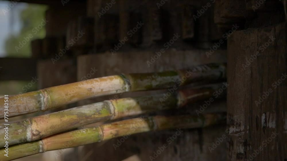 Sugar cane being extracted for make Cachaça with the old school method Sugar cane being extracted for make Cachaça with the old school method