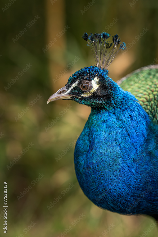 Crowned peacock in head detail. Crowned peacock in head detail.