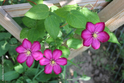 plants  flowers  beautiful flower