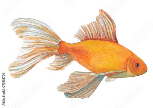 Common golfish Orange animal Handpainted and handdrawn illustration Png clipart with transparent background Nursery educational design element 