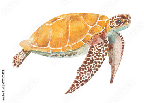 Loggerhead sea turtle Orange animal Handpainted and handdrawn illustration Png clipart with transparent background Nursery educational design element 
