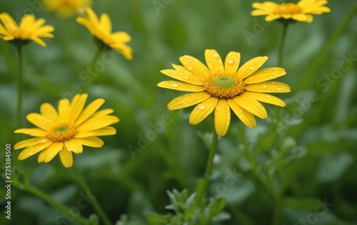 Yellow daisies in the garden. Shallow depth of field.