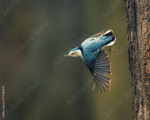White-Breasted Nuthatch.  A small bluebird opens wings, flying down from the tree trunk in the winter afternoon..