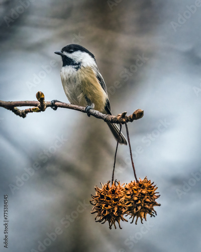 Black-Capped Chickadee. A small bird climbs the tree branch with two dry fruit balls in the cloudy winter morning..