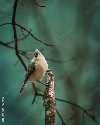 Tufted Titmouse. A small bird is standing on the tree stock in winter afternoon, looking up.