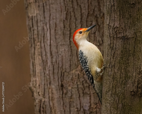 Red-Bellied Woodpecker. A colorful bird is climbing on a tree trunk in the cloudy winter afternoon, looking around.