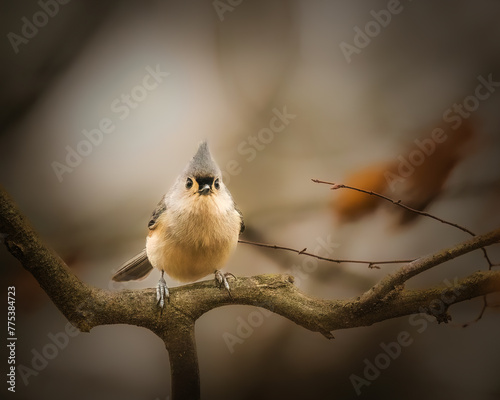 Tufted Titmouse. A small bird is standing on the tree brach in the cloudy winter afternoon, looking forward. .
