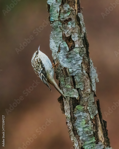 Brown Creeper. A small bird is standing on tree trunk, looking around in the cloudy winter morning..