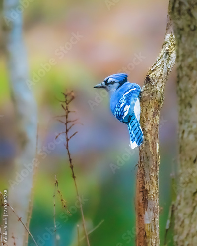 Blue Jay. A small blue bird is standing on the tree branch in winter morning, looking around.