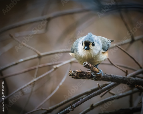 Tufted Titmouse. A small bird is standing on branches, in the cloudy winter afternoon, ready to jump.