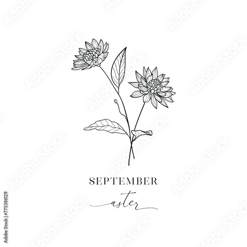 Aster, September. Hand drawn birth flowers, Vector Graphics.