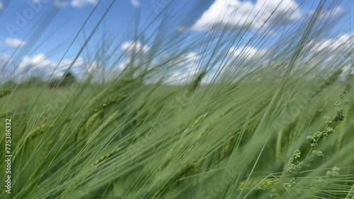 Field with wheat, wind blowing, blue sky with beautiful clouds