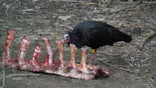 Close up of northern bold ibis eating meat picking around bones photo