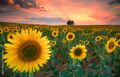 Breathtaking sunset over vibrant sunflower field in Spain photo