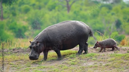 An African Female Hippopotamus (Hippopotamus amphibius) with her baby hippo walking towards river at Chobe National Park, Botswana, South Africa. 