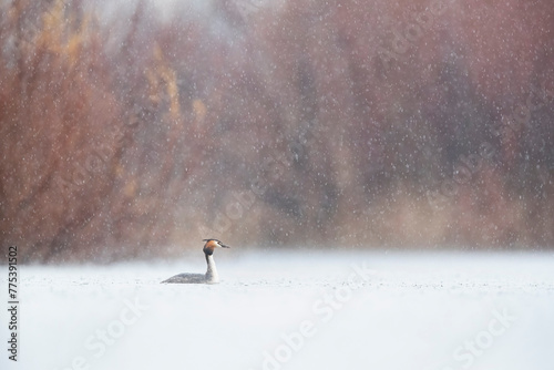 Graceful great crested grebe braving snowy weather in a tranquil scene photo