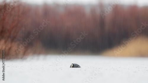 Lone Coot in Misty Rain-Swept Lake photo