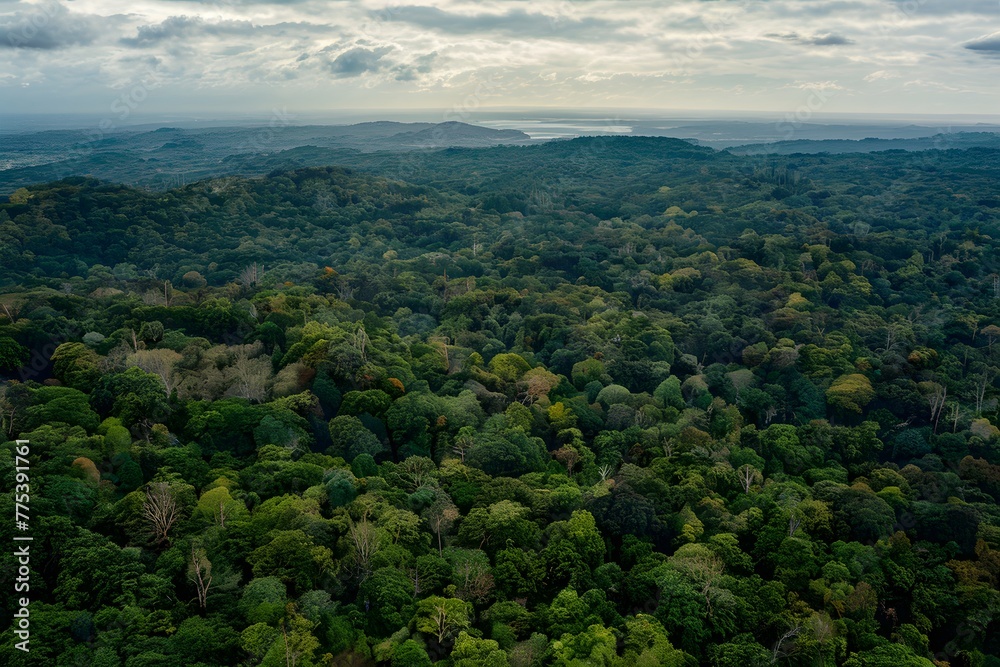 Birds eye perspective lush Amazon rainforest sprawls across Brazilian landscape