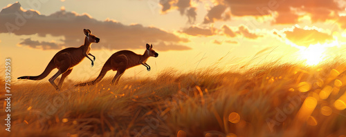 A several kangaroo hopping in the wild land with sunrise in the background , animal theme. photo