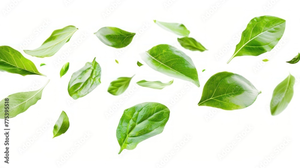 Drifting green leaves on white background. banner, copy space