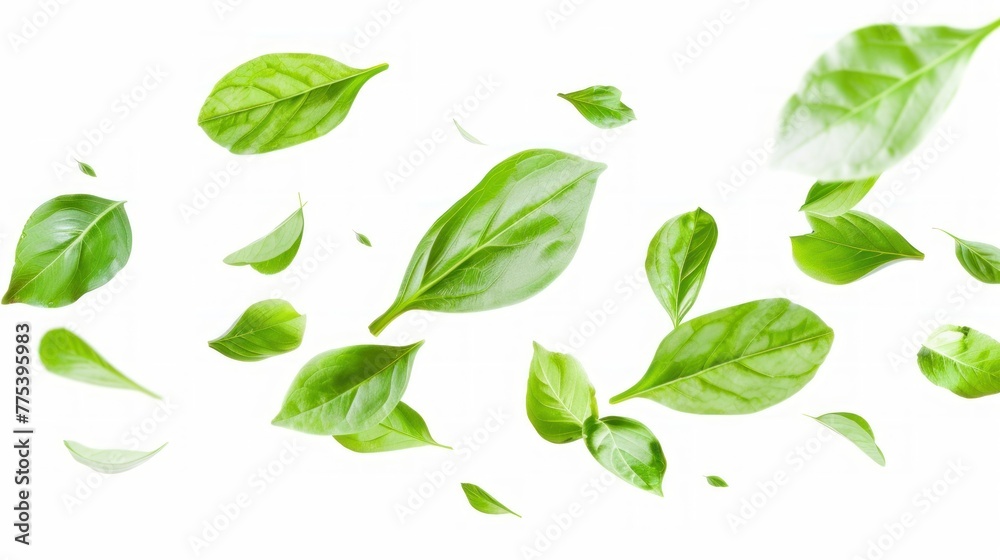 Drifting green leaves on white background. banner, copy space