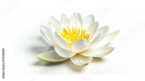 lotus flower white background