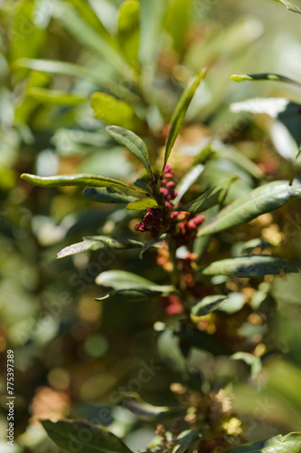 Flora of Gran Canaria - Myrica faya, firetree, endemic to Macaronesia, natural macro floral background